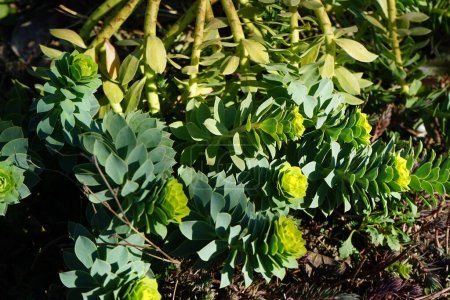 Blühende Euphorbia myrsinitis im Frühling. Euphorbia myrsinites, die Myrtenmilchmilch, die Blaue Wolfsmilch oder die Laubmilchmilchmilchmilchmilchmilchmilchmilch, ist eine saftige Blütenpflanze aus der Familie der Wolfsmilchgewächse. Berlin, Deutschland