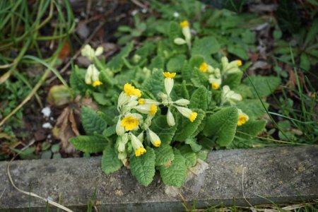 Photo for Primula veris "Cabrillo" in April in the garden. Primula veris, the cowslip, common cowslip, cowslip primrose, Primula officinalis Hill, is a herbaceous perennial flowering plant in the primrose family Primulaceae. Berlin, Germany - Royalty Free Image
