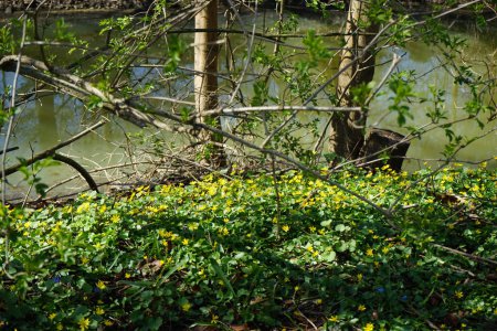 Foto de Flores amarillas de Ficaria verna y flores azules de Scilla siberica florecen en la naturaleza en la orilla del río en abril. Berlín, Alemania - Imagen libre de derechos