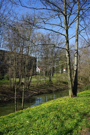 Foto de Flores amarillas de Ficaria verna y flores púrpuras de Corydalis solida florecen en la naturaleza junto al río en abril. Berlín, Alemania - Imagen libre de derechos