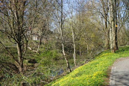 Téléchargez les photos : Fleurs jaunes de Ficaria verna et fleurs violettes de Corydalis solida fleurissent dans la nature près de la rivière en avril. Berlin, Allemagne - en image libre de droit