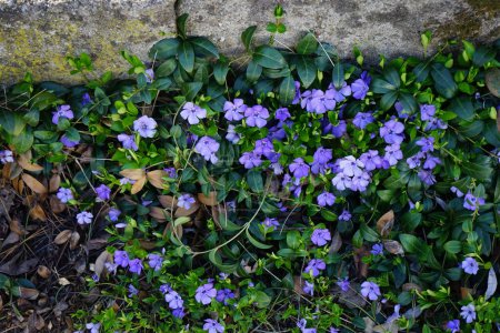 Blaue Blüten von Vinca minor im April. Vinca minor, gebräuchliche Namen Kleinwüchsiger oder Zwergwächter, ist eine blühende Pflanze aus der Familie der Hundsgemeine. Berlin, Deutschland
