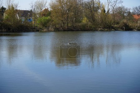 Foto de Aves acuáticas Podiceps cristatus en abril en el Wuhlesee. El gran grebe de cresta, Podiceps cristatus, es un miembro de la familia de aves acuáticas del grebe conocido por su elaborada exhibición de apareamiento. Berlín, Alemania - Imagen libre de derechos
