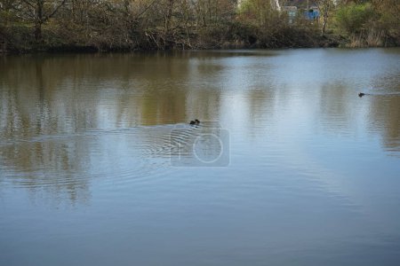 Photo for A pair of Podiceps cristatus birds during mating season. The great crested grebe, Podiceps cristatus, is a member of the grebe family of water birds noted for its elaborate mating display. Wuhlesee, Berlin, Germany - Royalty Free Image