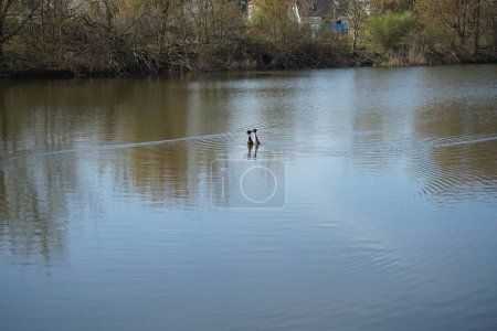 Photo for A pair of Podiceps cristatus birds during mating season. They stand vertically in the water, in a penguin pose, holding bundles of algae in their beaks and offer each other as a gift. Wuhlesee, Berlin, Germany - Royalty Free Image