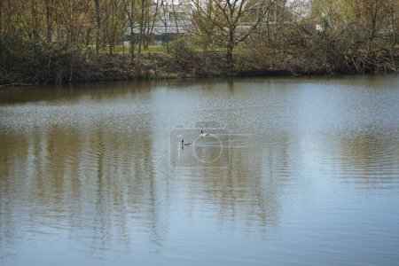 Photo for A pair of Podiceps cristatus birds during mating season. The great crested grebe, Podiceps cristatus, is a member of the grebe family of water birds noted for its elaborate mating display. Wuhlesee, Berlin, Germany - Royalty Free Image
