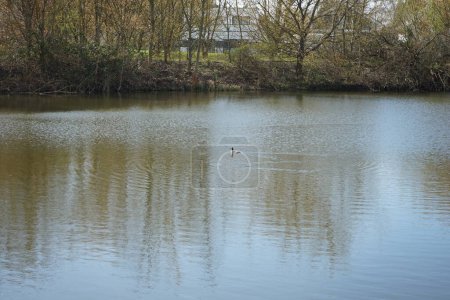 Foto de Aves acuáticas Podiceps cristatus en abril en el Wuhlesee. El gran grebe de cresta, Podiceps cristatus, es un miembro de la familia de aves acuáticas del grebe conocido por su elaborada exhibición de apareamiento. Berlín, Alemania - Imagen libre de derechos