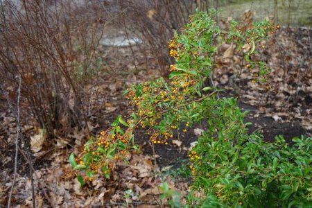 Téléchargez les photos : Baies de pyracantha orange en février. Pyracantha est un genre d'arbustes de la famille des Rosaceae. Berlin, Allemagne - en image libre de droit