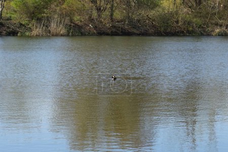 Photo for Waterfowl Podiceps cristatus in April on the Wuhlesee. The great crested grebe, Podiceps cristatus, is a member of the grebe family of water birds noted for its elaborate mating display. Berlin, Germany - Royalty Free Image