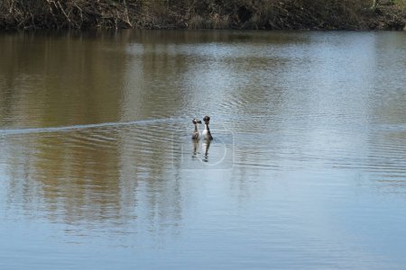 Foto de Un par de aves cristatus Podiceps durante la temporada de apareamiento. Se colocan verticalmente en el agua, en una pose de pingüino, sosteniendo manojos de algas en sus picos y se ofrecen mutuamente como un regalo. Wuhlesee, Berlín, Alemania - Imagen libre de derechos