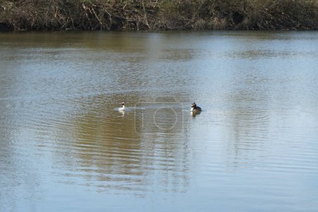 Photo for A pair of Podiceps cristatus birds during mating season. The great crested grebe, Podiceps cristatus, is a member of the grebe family of water birds noted for its elaborate mating display.  Wuhlesee, Berlin, Germany - Royalty Free Image