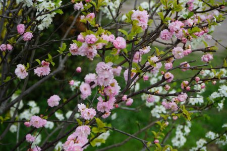 Téléchargez les photos : Prunus dulcis with wild white and decorative double pink flowers in April. The almond, Prunus amygdalus, syn. Prunus dulcis, is a species of tree. Berlin, Germany - en image libre de droit