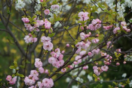 Téléchargez les photos : Prunus dulcis with wild white and decorative double pink flowers in April. The almond, Prunus amygdalus, syn. Prunus dulcis, is a species of tree. Berlin, Germany - en image libre de droit