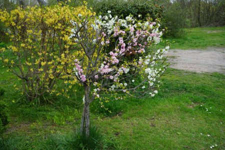 Téléchargez les photos : Prunus dulcis with wild white and ornamental double pink flowers and Forsythia bush with yellow flowers in April. The almond, Prunus amygdalus, syn. Prunus dulcis, is a species of tree. Forsythia is a genus of flowering plants. Berlin, Germany - en image libre de droit