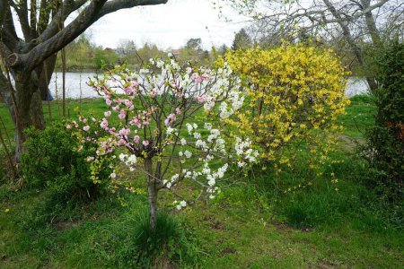 Téléchargez les photos : Prunus dulcis with wild white and ornamental double pink flowers and Forsythia bush with yellow flowers in April. The almond, Prunus amygdalus, syn. Prunus dulcis, is a species of tree. Berlin, Germany - en image libre de droit