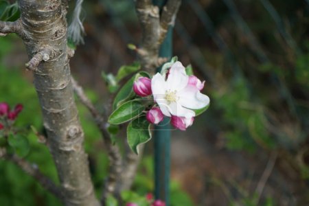 Foto de Blooming columnar apple tree, Malus Ballerina 'Waltz', in spring. Malus is a genus of small deciduous trees or shrubs in the family Rosaceae. Berlin, Germany - Imagen libre de derechos
