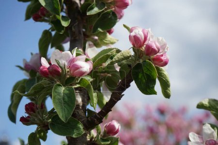 Foto de Blooming columnar apple tree, Malus Ballerina 'Waltz', in spring. Malus is a genus of small deciduous trees or shrubs in the family Rosaceae. Berlin, Germany - Imagen libre de derechos