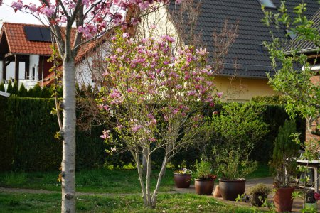 Prunus serrulata "Kanzan" und Magnolia liliiflora "Susan" blühen im April im Garten. Prunus serrulata oder Japanische Kirsche ist eine Kirschbaumart. Magnolia liliiflora, Tulpen- und Jane-Magnolie, ist ein kleiner Baum. Berlin, Deutschland