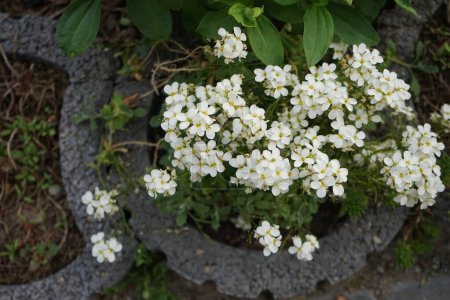 Téléchargez les photos : Fleurs blanches d'Arabis caucasica au printemps. Arabis caucasica est une espèce de plante de la famille des Brassicaceae. Berlin, Allemagne - en image libre de droit