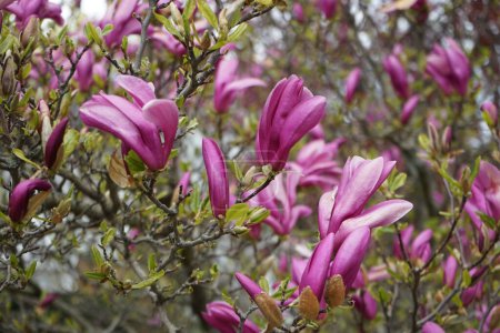 Photo for Magnolia liliiflora blooms in April in the garden. Magnolia liliiflora, woody-orchid, Mulan-, purple-, red-, lily-, tulip- and Jane magnolia, is a small tree. Berlin, Germany - Royalty Free Image