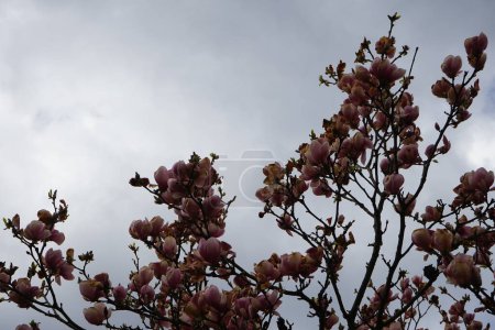 Foto de Magnolia denudata 'Festirose' at the end of flowering in April. Magnolia denudata, the lilytree or Yulan magnolia, is a rather low, rounded, thickly branched, and coarse-textured tree in the genus Magnolia and family Magnoliaceae. Berlin, Germany - Imagen libre de derechos