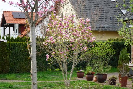Prunus serrulata "Kanzan" tree and Magnolia liliiflora "Susan" bush bloom in the garden in April. Prunus serrulata or Japanese cherry is a species of cherry tree. Berlin, Germany