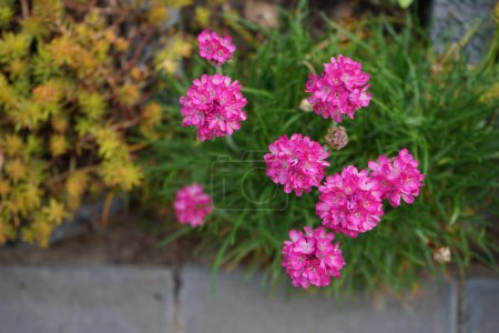 Téléchargez les photos : Armeria maritima in the garden in April. Armeria maritima, the thrift, sea thrift or sea pink, is a species of flowering plant in the family Plumbaginaceae. Berlin, Germany - en image libre de droit