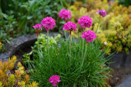 Téléchargez les photos : Armeria maritima in the garden in April. Armeria maritima, the thrift, sea thrift or sea pink, is a species of flowering plant in the family Plumbaginaceae. Berlin, Germany - en image libre de droit
