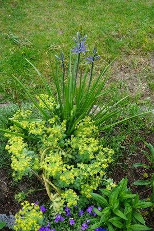 Foto de Blue flowers of Camassia cusickii, yellow flowers of Euphorbia myrsinitis and violet flowers of Aubrieta x cultorum "Kitte" in the garden in May. Berlin, Germany - Imagen libre de derechos