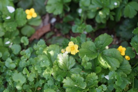 Photo for Waldsteinia ternata with yellow flowers in spring. Waldsteinia, the barren strawberries, is a genus of the rose family, Rosaceae. Berlin, Germany - Royalty Free Image