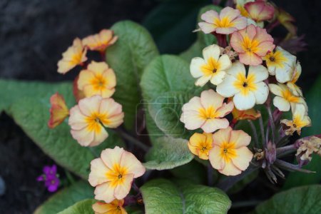 Photo for Primula spp. blooms in April in the garden. Primula is a genus of herbaceous flowering plants in the family Primulaceae. Berlin, Germany - Royalty Free Image