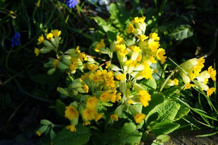 Photo for Primula veris "Cabrillo" in April in the garden. Primula veris, the cowslip, common cowslip, cowslip primrose, Primula officinalis Hill, is a herbaceous perennial flowering plant. Berlin, Germany - Royalty Free Image