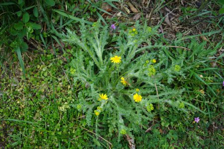 Photo for Senecio vernalis blooms with yellow flowers in April. Senecio vernalis is one of the European species of Senecio, an annual that is also known as eastern groundsel. Berlin, Germany - Royalty Free Image