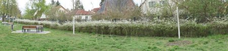 Foto de Photo panorama. Spiraea thunbergii bushes bloom with white flowers in the park in April. Spiraea thunbergii, Thunberg spiraea or Thunberg's meadowsweet, is a species of flowering plant in the rose family. Berlin, Germany - Imagen libre de derechos