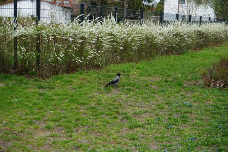 Foto de Corvus cornix in front of flowering bushes of Spiraea thunbergii in April. The hooded crow, Corvus cornix, also called the scald-crow or hoodie, is a Eurasian bird species in the genus Corvus. Berlin, Germany - Imagen libre de derechos