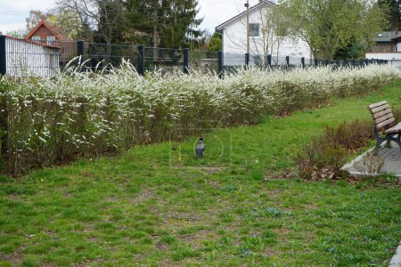 Foto de Corvus cornix in front of flowering bushes of Spiraea thunbergii in April. The hooded crow, Corvus cornix, also called the scald-crow or hoodie, is a Eurasian bird species in the genus Corvus. Berlin, Germany - Imagen libre de derechos