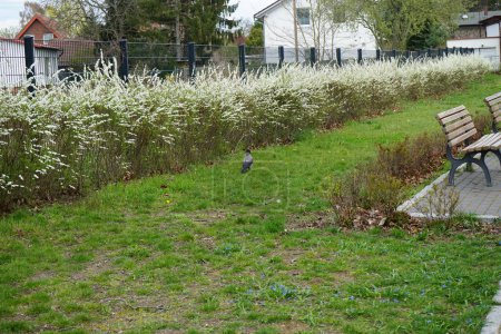 Foto de Corvus cornix in front of flowering bushes of Spiraea in April. The hooded crow, Corvus cornix, also called the scald-crow or hoodie, is a Eurasian bird species in the genus Corvus. Berlin, Germany - Imagen libre de derechos