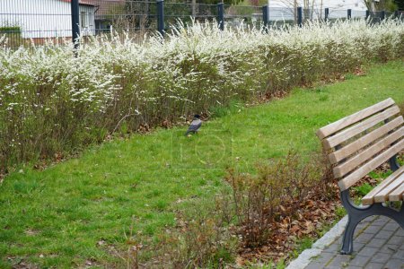Foto de Corvus cornix in front of flowering bushes of Spiraea in April. The hooded crow, Corvus cornix, also called the scald-crow or hoodie, is a Eurasian bird species in the genus Corvus. Berlin, Germany - Imagen libre de derechos