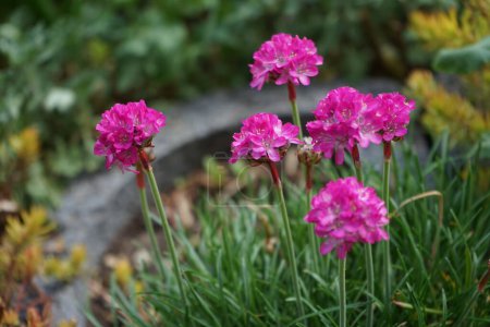 Téléchargez les photos : Armeria maritima in the garden in spring. Armeria maritima, the thrift, sea thrift or sea pink, is a species of flowering plant in the family Plumbaginaceae. Berlin, Germany - en image libre de droit