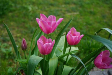 Foto de Triumph pink tulips in the garden in spring. The tulip, Tulipa, is a member of the lily family, Liliaceae. Berlin, Germany - Imagen libre de derechos
