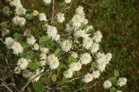 Fothergilla gardenii blooms with white flowers in May. Fothergilla gardenii, also known by the common names witch alder, dwarf fothergilla, American wych hazel, and dwarf witchalder is a deciduous shrub in the Hamamelidaceae family. Berlin, Germany