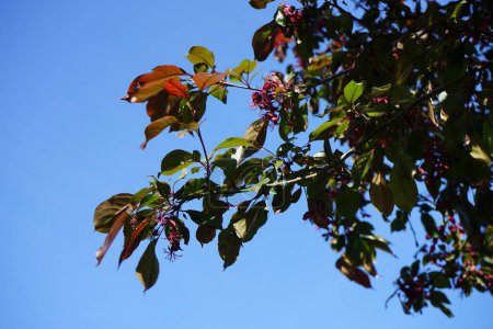 Foto de Malus 'Liset' florece en el jardín en primavera. La manzana ornamental 'Liset' se caracteriza por flores de color rojo azulado, que son seguidas por frutos de color rojo granate a marrón-rojo. Berlín, Alemania - Imagen libre de derechos