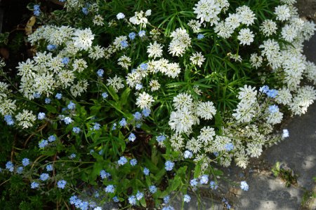 Téléchargez les photos : White flowers of Iberis sempervirens and blue flowers of Myosotis palustris in the garden in spring. Berlin, Germany - en image libre de droit
