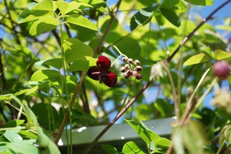 Foto de Akebia quinata blooms with burgundy flowers in May. Akebia quinata, commonly known as chocolate vine, five-leaf chocolate vine, or five-leaf akebia, is a shrub, commonly used as an ornamental, edible plant. Berlin, Germany - Imagen libre de derechos