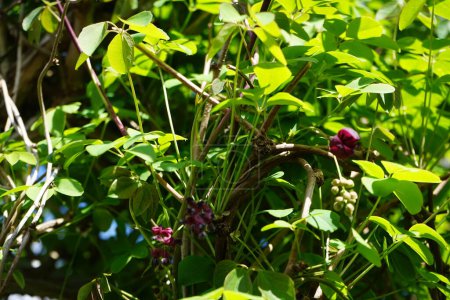 Foto de Akebia quinata blooms with burgundy flowers in May. Akebia quinata, commonly known as chocolate vine, five-leaf chocolate vine, or five-leaf akebia, is a shrub, commonly used as an ornamental, edible plant. Berlin, Germany - Imagen libre de derechos