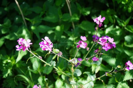 Photo for Lunaria annua blooms with purplish pink flowers in the forest in May. Lunaria, common name honesty, is a genus of flowering plants in the family Brassicaceae. Berlin, Germany - Royalty Free Image