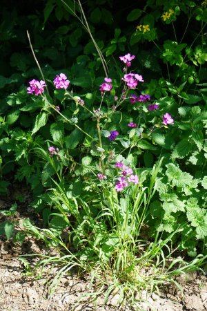 Photo for Lunaria annua blooms with purplish pink flowers in the forest in May. Lunaria, common name honesty, is a genus of flowering plants in the family Brassicaceae. Berlin, Germany - Royalty Free Image