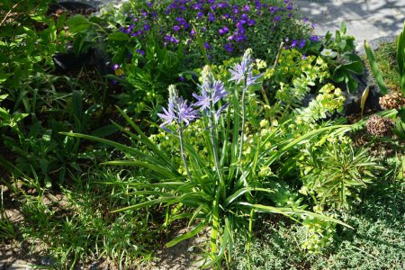 Foto de Camassia cusickii en el jardín en mayo. Camassia cusickii es una especie de planta fanerógama perteneciente a la familia Asparagaceae, subfamilia Agavoideae. Berlín, Alemania - Imagen libre de derechos