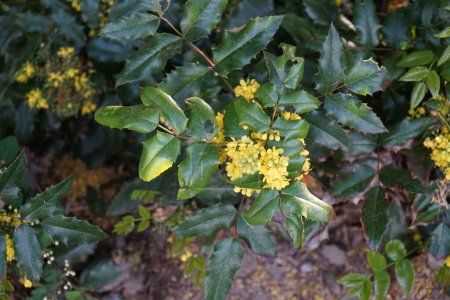 Mahonia aquifolium blüht im Mai mit gelben Blüten. Mahonia aquifolium, Oregon-Traube oder Stechpalme, ist eine blühende Pflanze aus der Familie der Berberidagewächse. Berlin, Deutschland