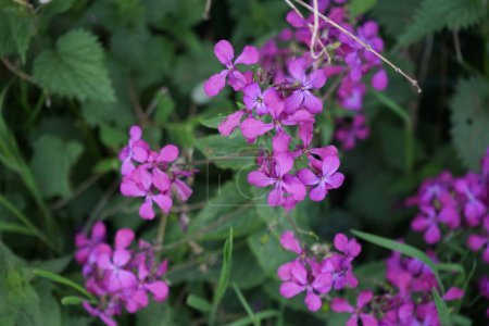 Photo for Lunaria annua blooms with purplish pink flowers in May. Lunaria, common name honesty, is a genus of flowering plants in the family Brassicaceae. Berlin, Germany - Royalty Free Image